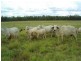 Amby QLD 4462