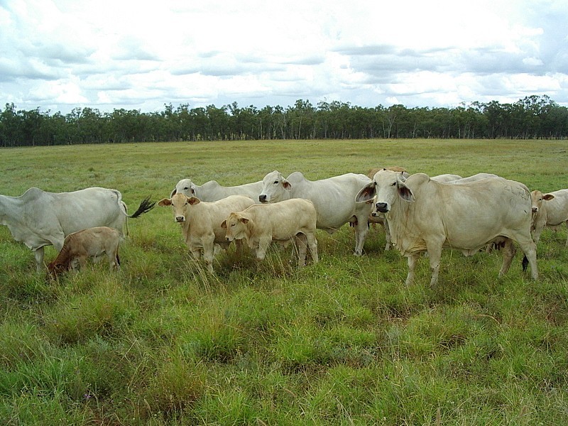 Amby QLD 4462
