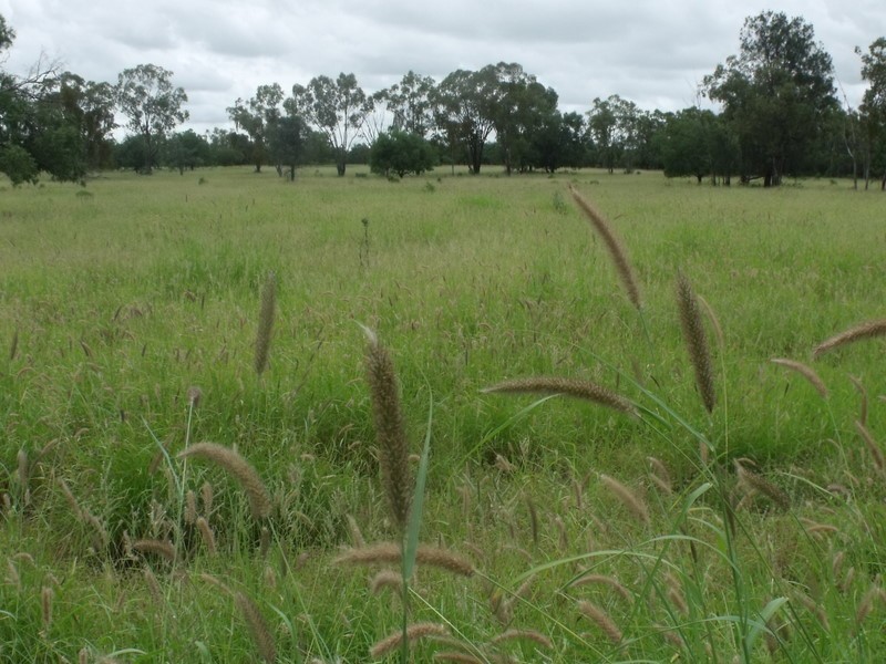 1525 Blue Hills Road, Roma QLD 4455