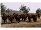 0 “GREEN HILLS”, Tambo QLD 4478