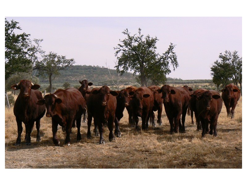 0 “GREEN HILLS”, Tambo QLD 4478