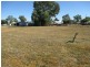 125 Louisa Street, Mitchell QLD 4465
