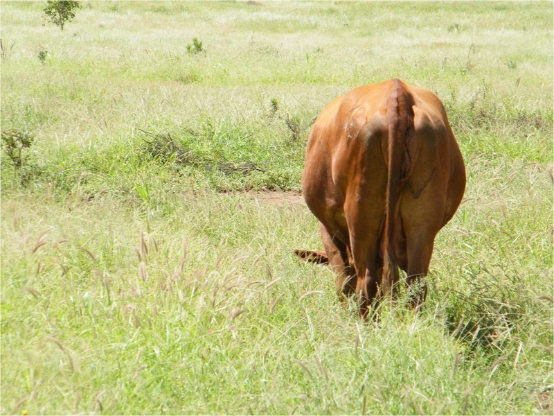 Lot 150  Wallumbilla North Rd, Wallumbilla QLD 4428