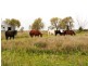 Roma QLD 4455