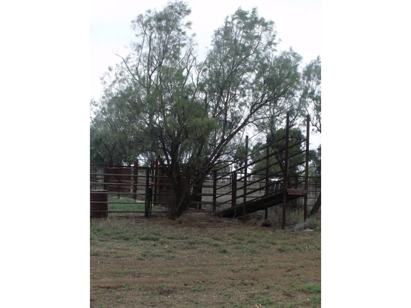 Roma QLD 4455