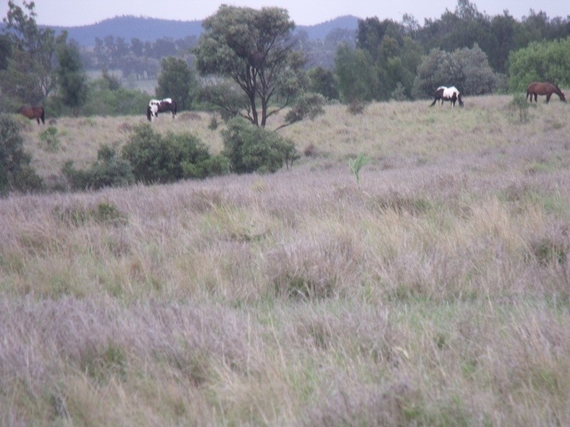 Roma QLD 4455