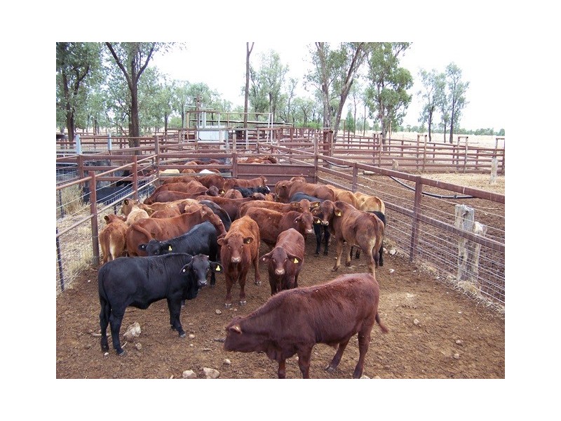 Pembroke Maranoa Road, Roma QLD 4455