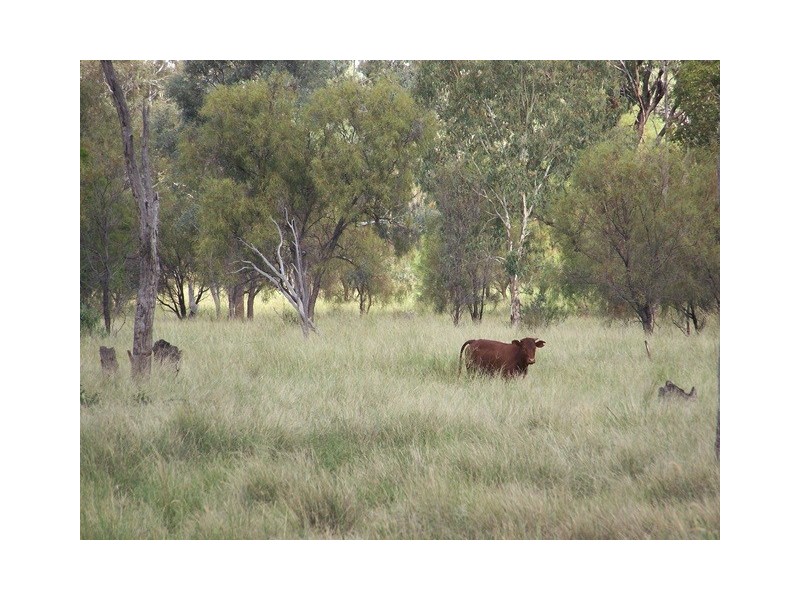 Pembroke Maranoa Road, Roma QLD 4455