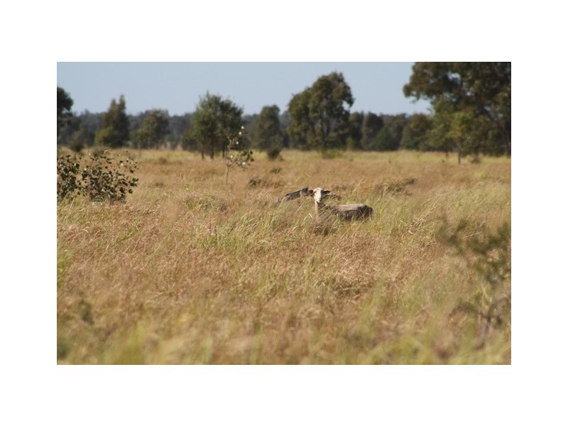 Pembroke Maranoa Road, Roma QLD 4455