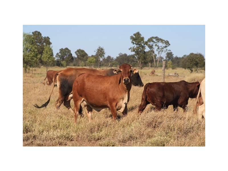 Pembroke Maranoa Road, Roma QLD 4455