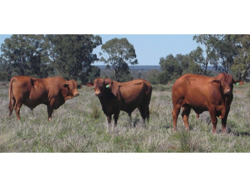 421 Oberina Road, Roma QLD 4455