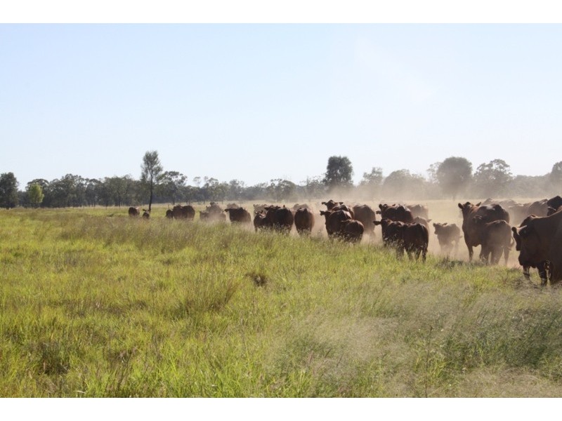 421 Oberina Road, Roma QLD 4455