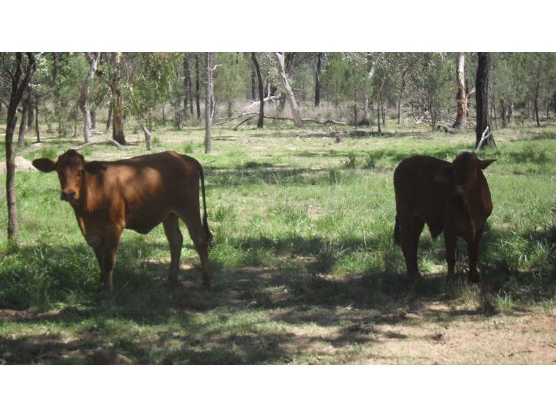 0 Mt Owen Road, Mitchell QLD 4465