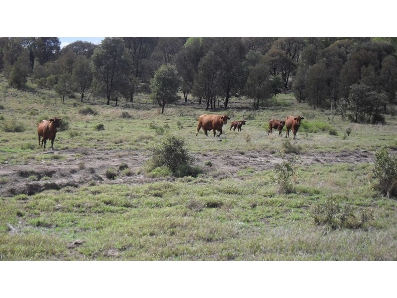 1503 Gurulmundi Road, Jackson North QLD 4426