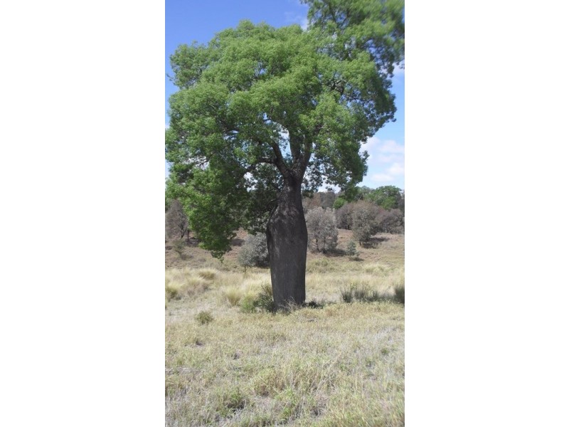 1503 Gurulmundi Road, Jackson North QLD 4426