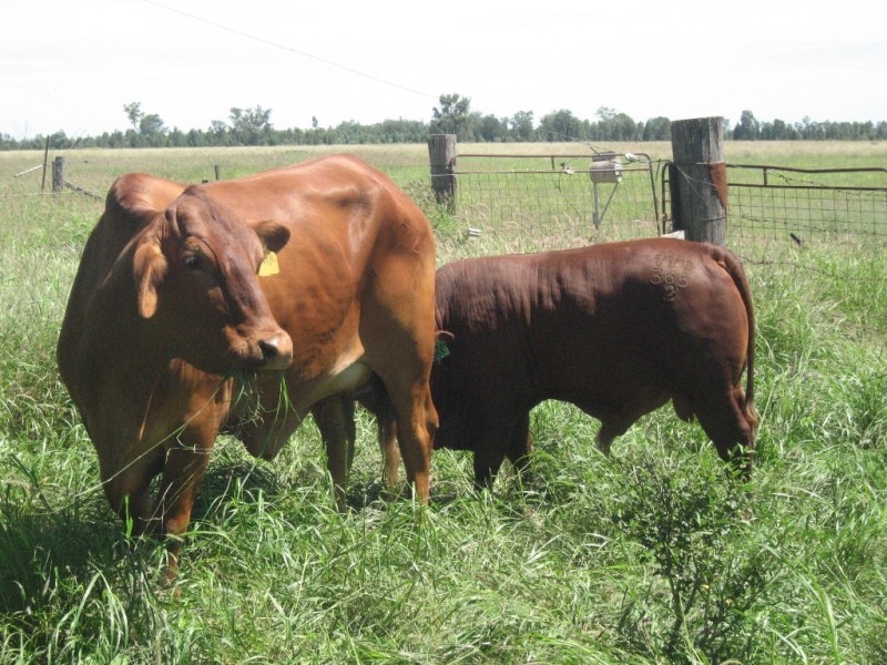Lot 5 WV355, Roma QLD 4455