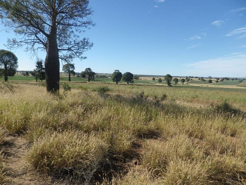 90 Emoh Ruo Road, Roma QLD 4455