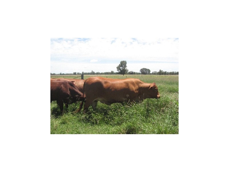 421 Oberina Road, Roma QLD 4455