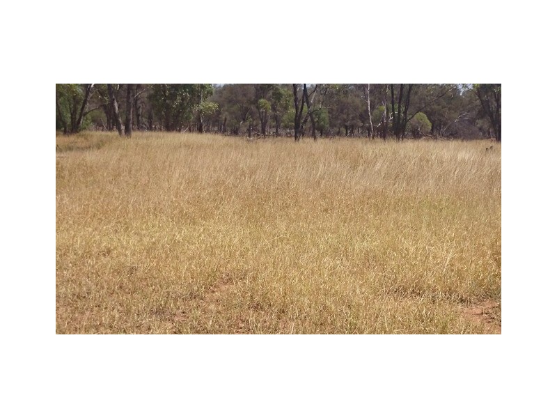 746 Old Charleville Road, Morven QLD 4468