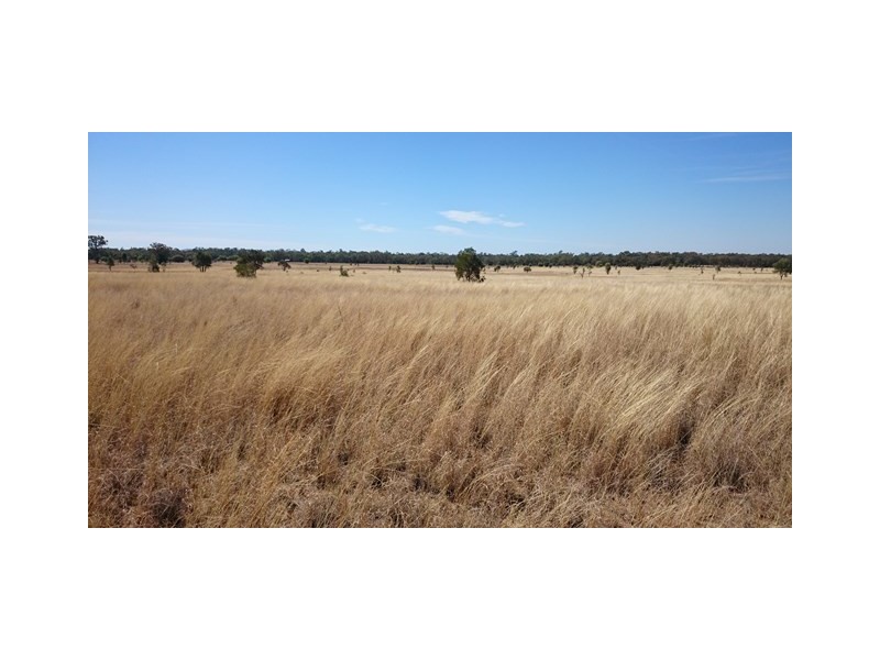 1408 ORALLO ROAD, Bungeworgorai QLD 4455