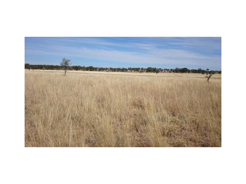 1408 ORALLO ROAD, Bungeworgorai QLD 4455