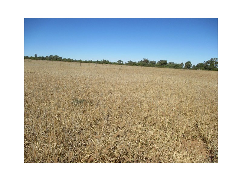 1416 HARTWOOD ROAD, Roma QLD 4455