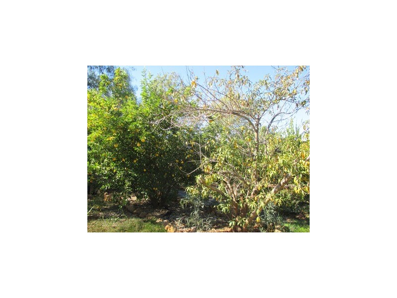 1416 HARTWOOD ROAD, Roma QLD 4455