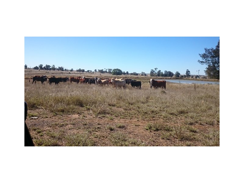 507 BYMOUNT ROAD, Roma QLD 4455