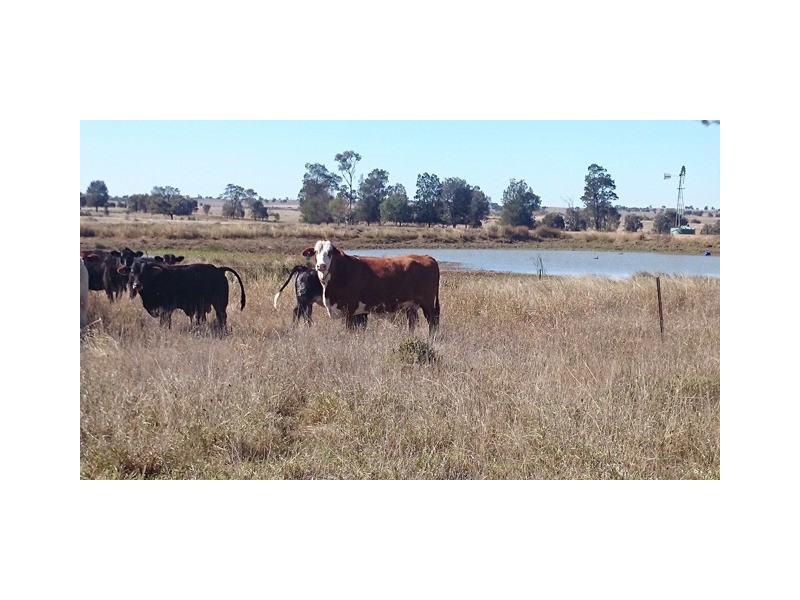 507 BYMOUNT ROAD, Roma QLD 4455