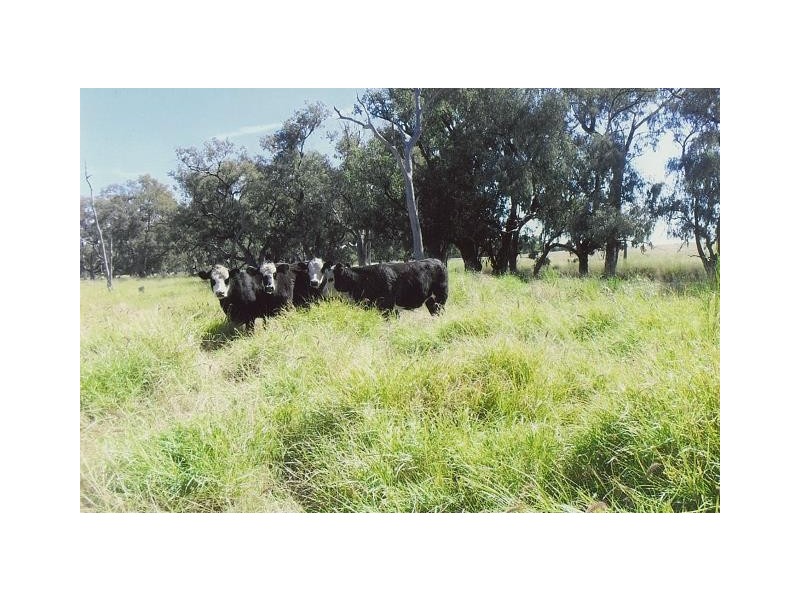 0 OLD SURAT ROAD, Bungil QLD 4455