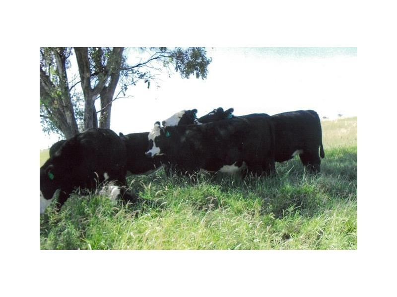 0 OLD SURAT ROAD, Bungil QLD 4455