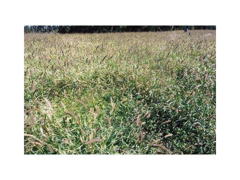 0 OLD SURAT ROAD, Bungil QLD 4455