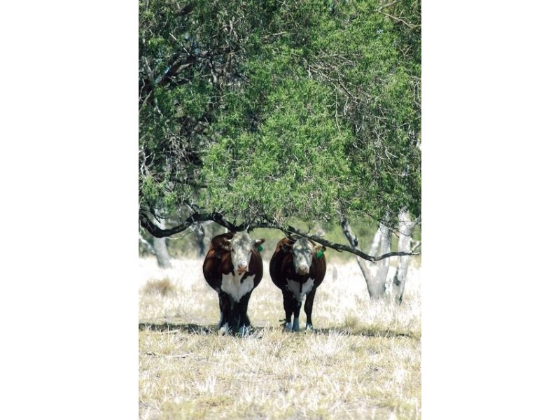 0 OLD SURAT ROAD, Bungil QLD 4455