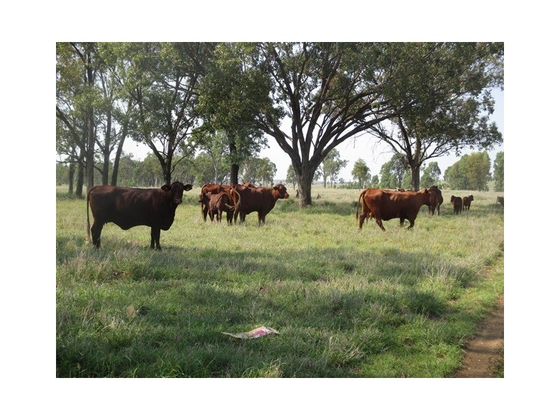 1406 WAROONGA CORNWALL ROAD, Amby QLD 4462