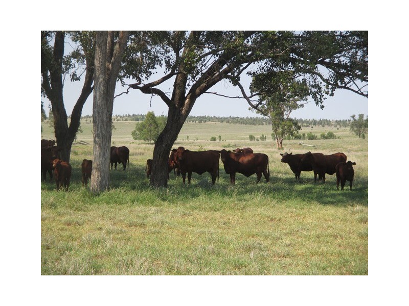 1406 WAROONGA CORNWALL ROAD, Amby QLD 4462