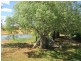 439 Freemans Road, Roma QLD 4455