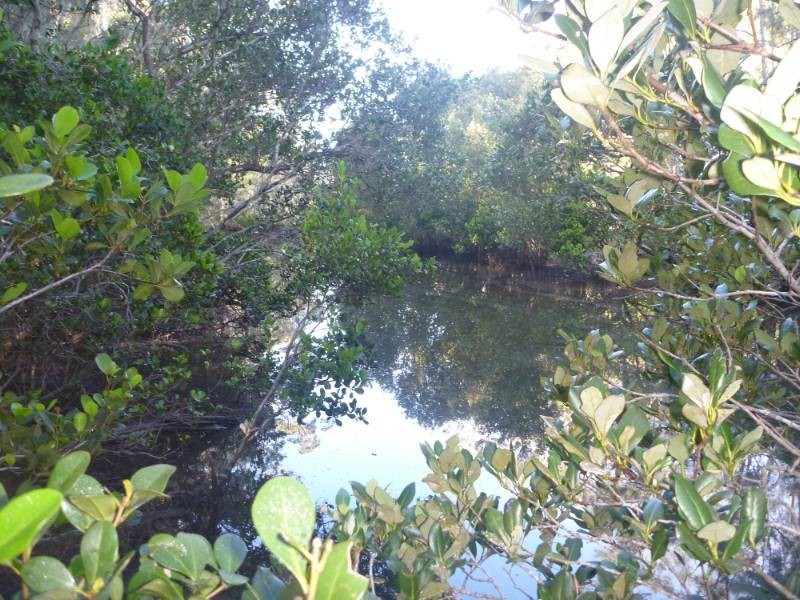 14 Burri Palm Way, Surfside NSW 2536