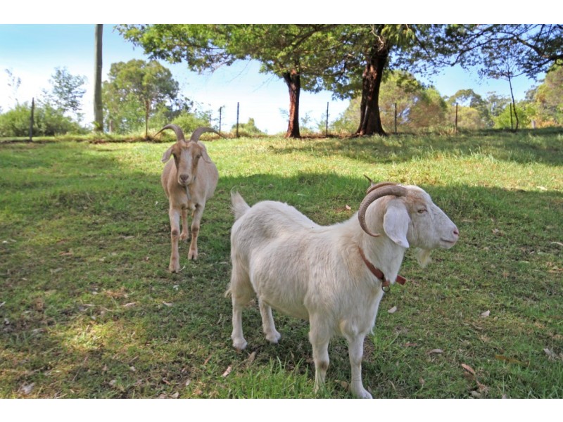 5 Grace Close, Malua Bay NSW 2536