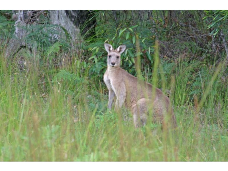 442 Sea Acres Drive, Long Beach NSW 2536