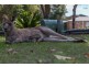 83 Banyandah Street, South Durras NSW 2536
