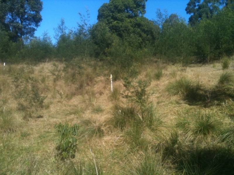 16 – Lot 250 Clarence Street, Long Beach NSW 2536