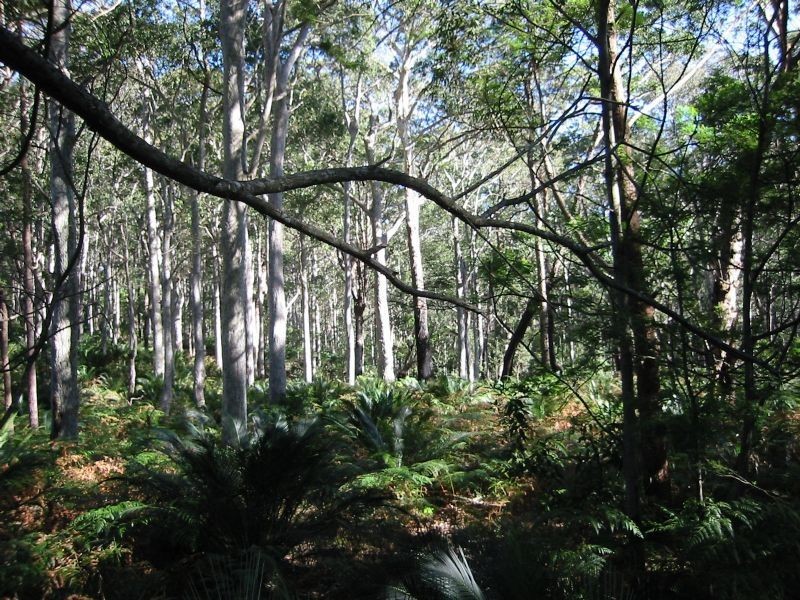 Lot 4 Fern Drive, South Durras NSW 2536