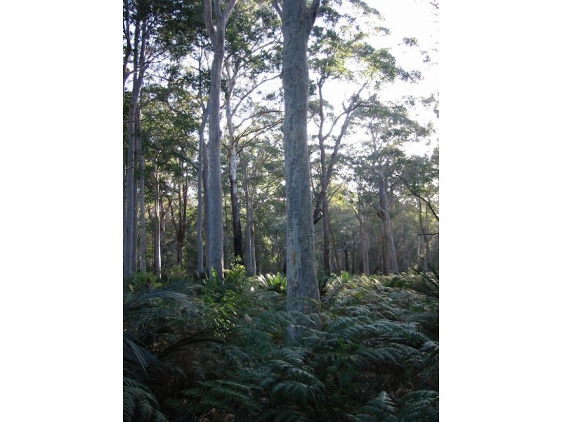Lot 4 Fern Drive, South Durras NSW 2536