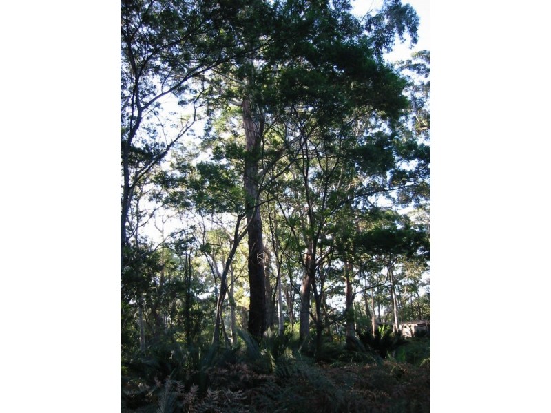Lot 4 Fern Drive, South Durras NSW 2536