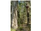 Lot 24 Jeremadra Grove, Jeremadra NSW 2536