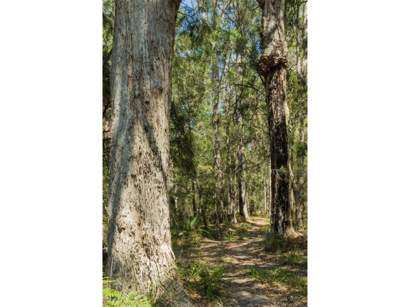 Lot 24 Jeremadra Grove, Jeremadra NSW 2536