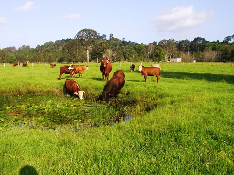 33 Aroona Crescent, Bilambil NSW 2486