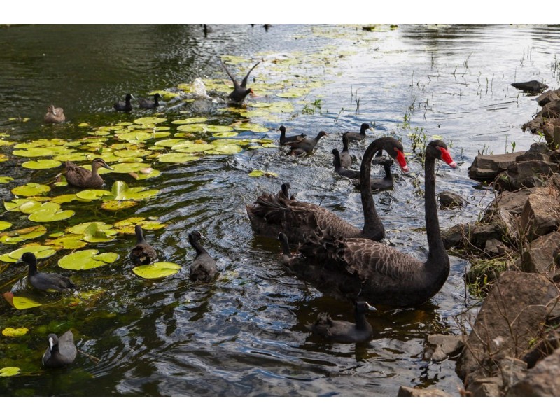 31 Avondale Drive, Banora Point NSW 2486