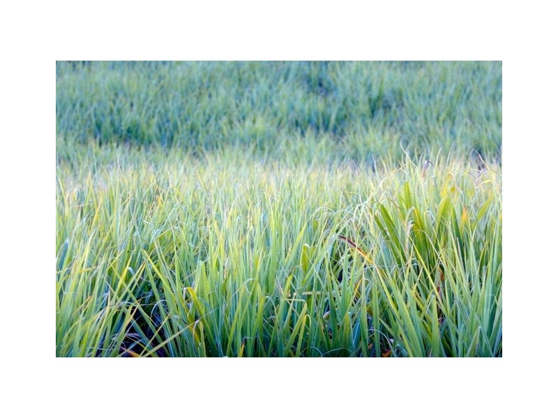 Lot 1106 Lennox Cct, Pottsville NSW 2489