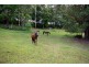 521 Round Mountain Rd, Round Mountain NSW 2484